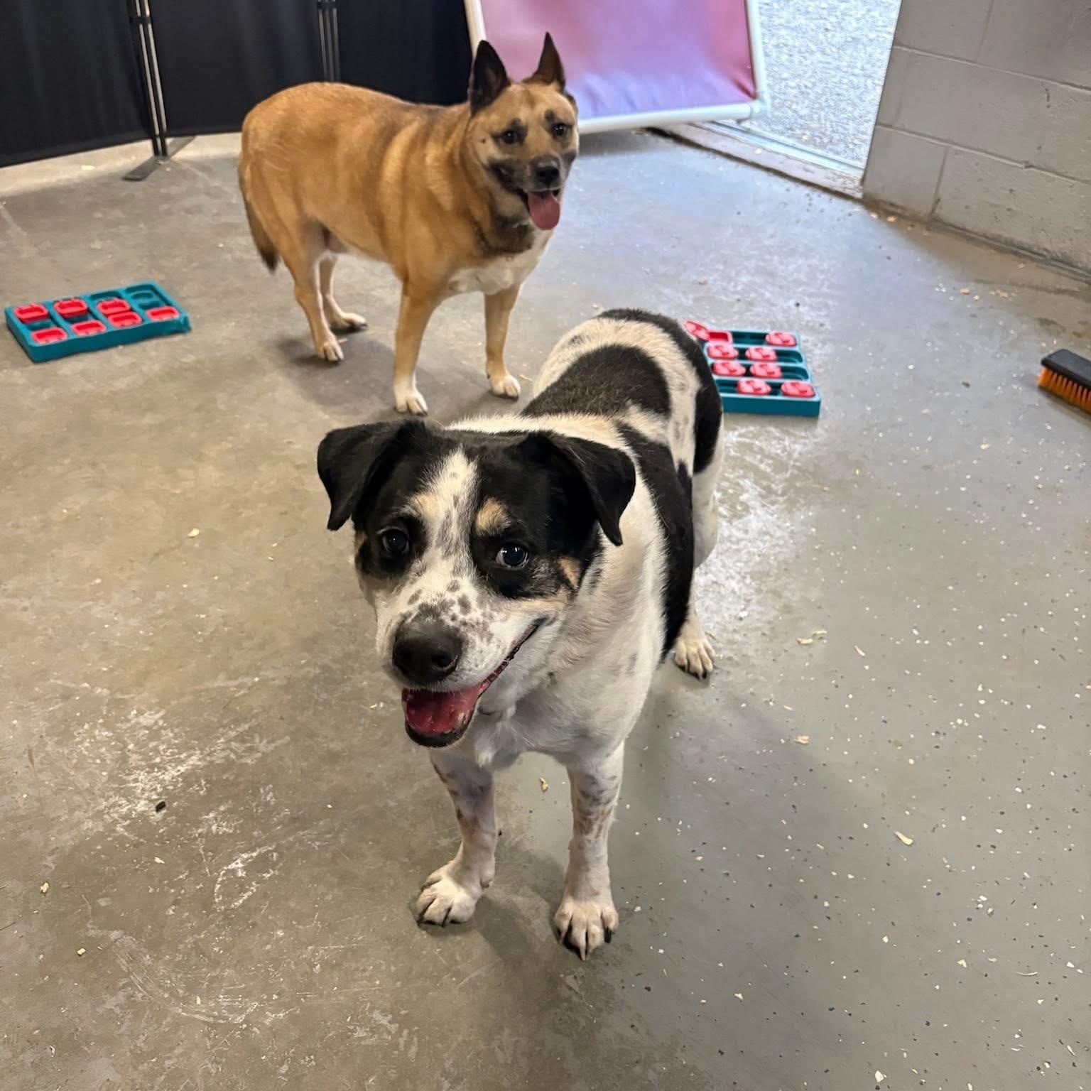 Enlarge Elvis, a ADOPTABLE mixed breed in Oak Park, MI image 5/5