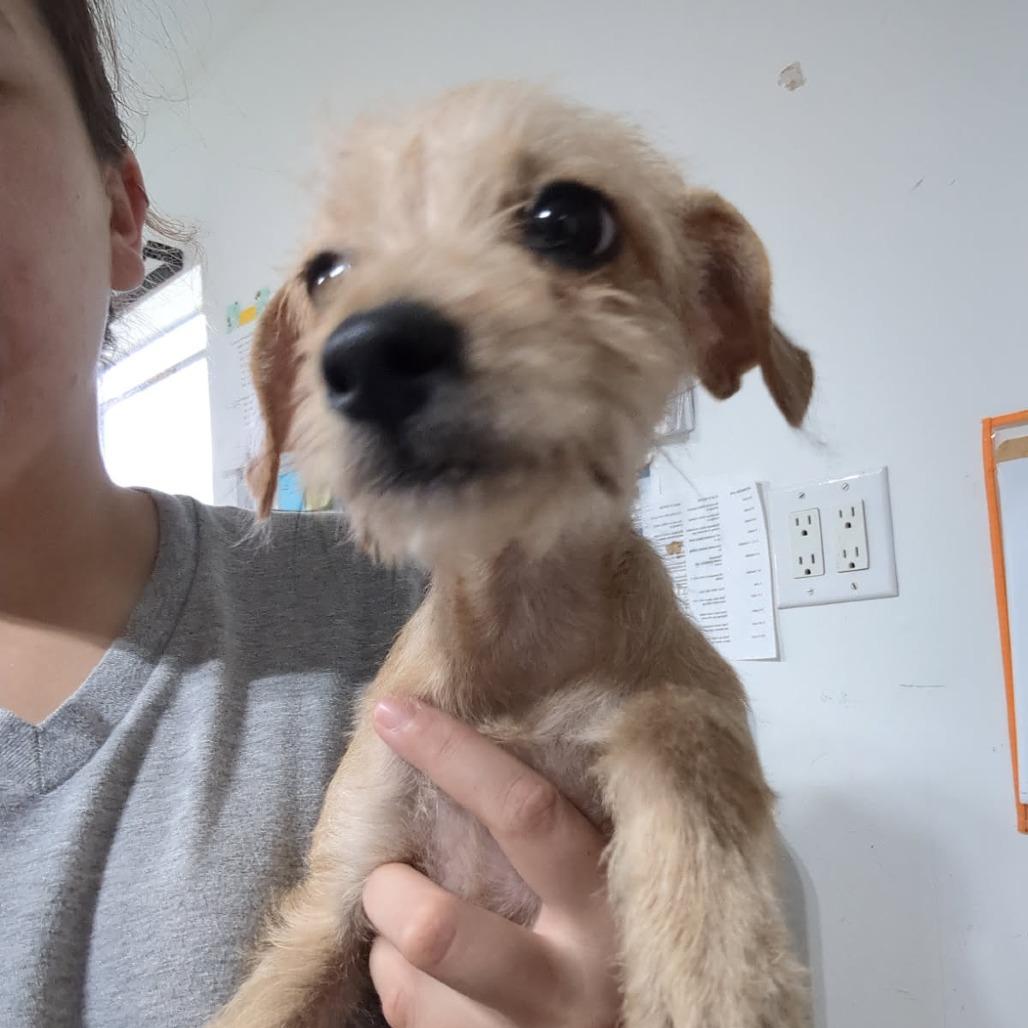 Blondie, Adoptable, Puppy Female Terrier & Mixed Breed.