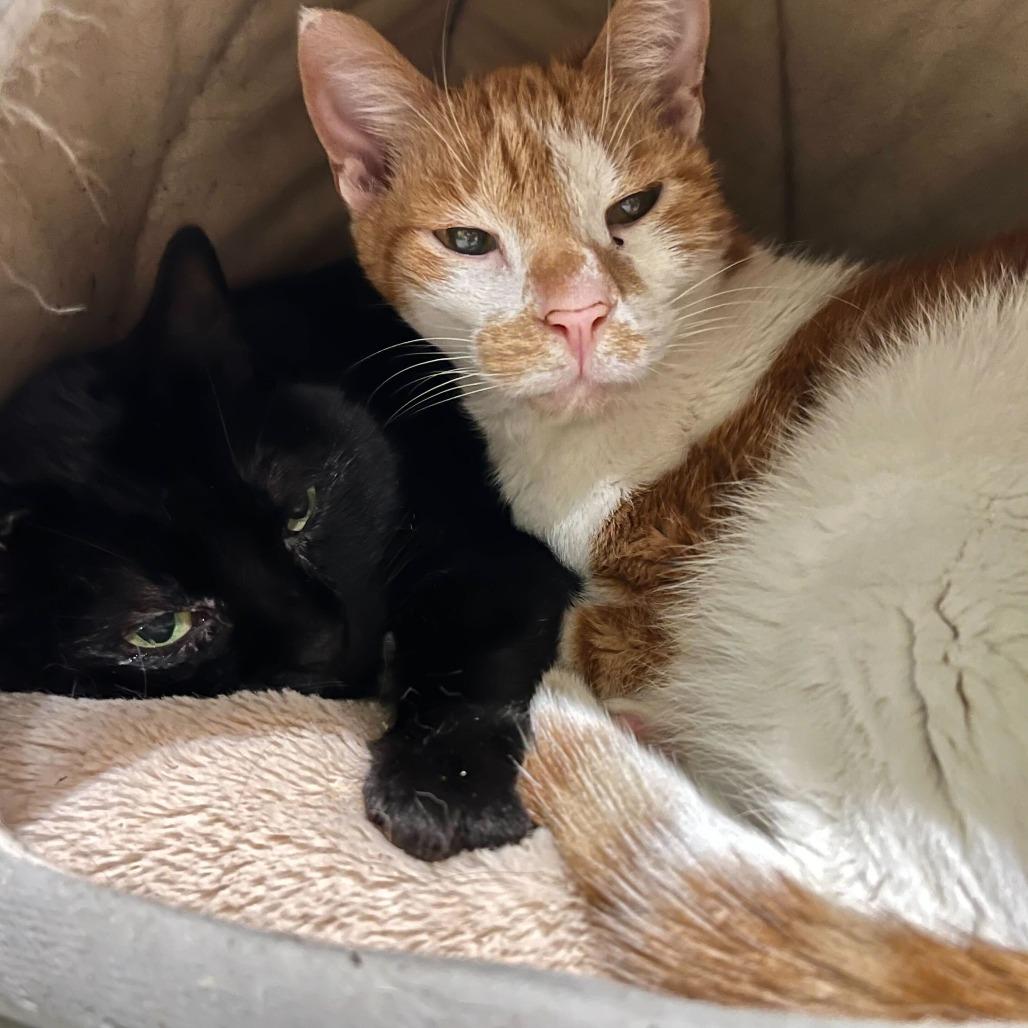 Enlarge Meeko, a Adoptable Domestic Short Hair in Englewood, FL image 1/5