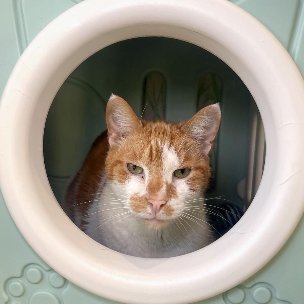 Enlarge Meeko, a Adoptable Domestic Short Hair in Englewood, FL image 2/2