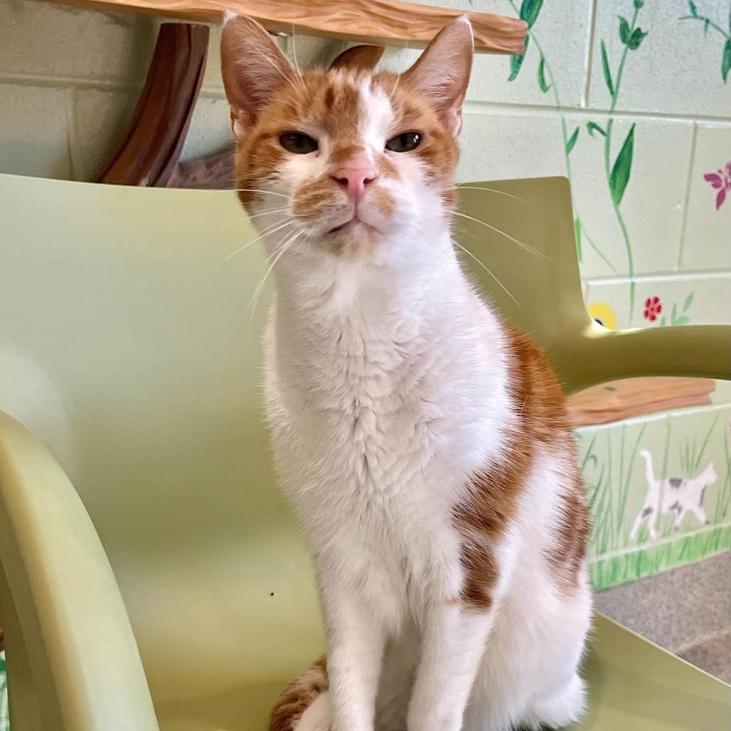 Enlarge Meeko, a Adoptable Domestic Short Hair in Englewood, FL image 3/5