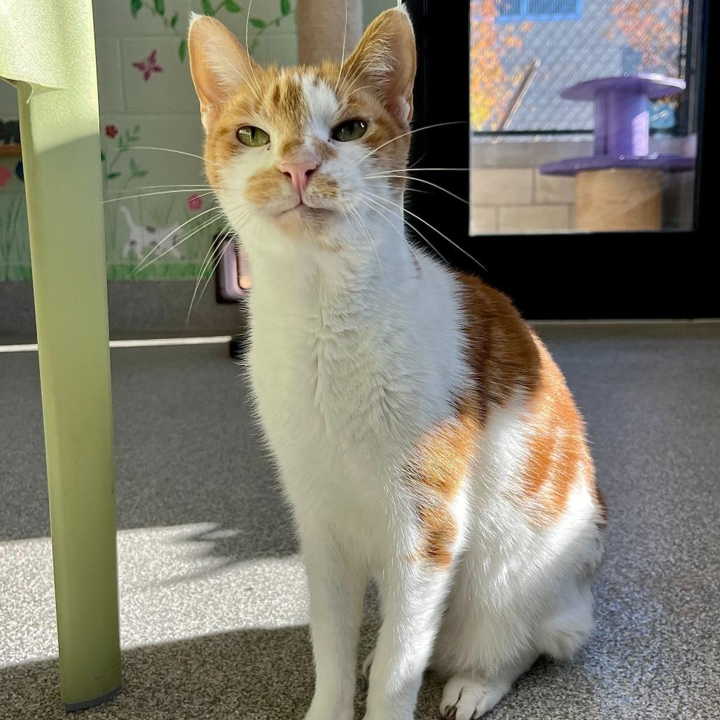 Enlarge Meeko, a Adoptable Domestic Short Hair in Englewood, FL image 4/5