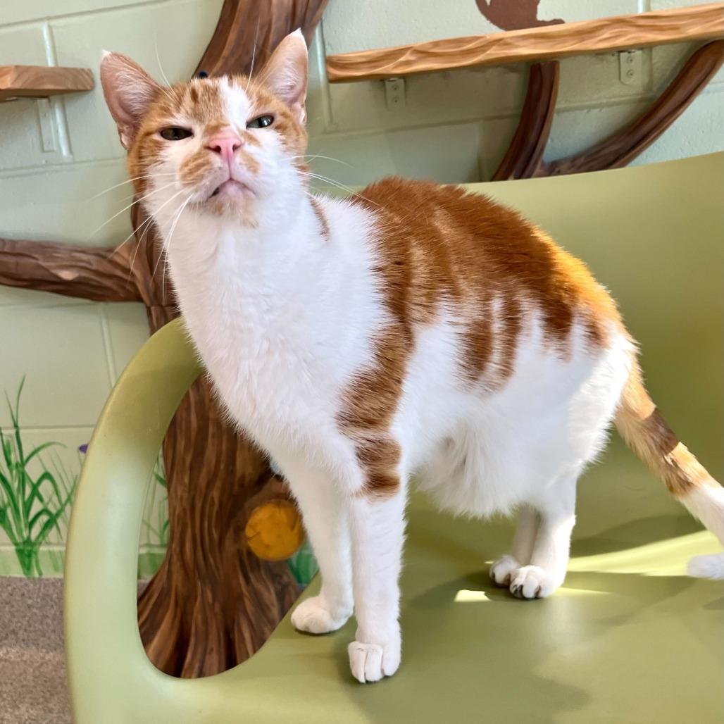 Enlarge Meeko, a Adoptable Domestic Short Hair in Englewood, FL image 5/5