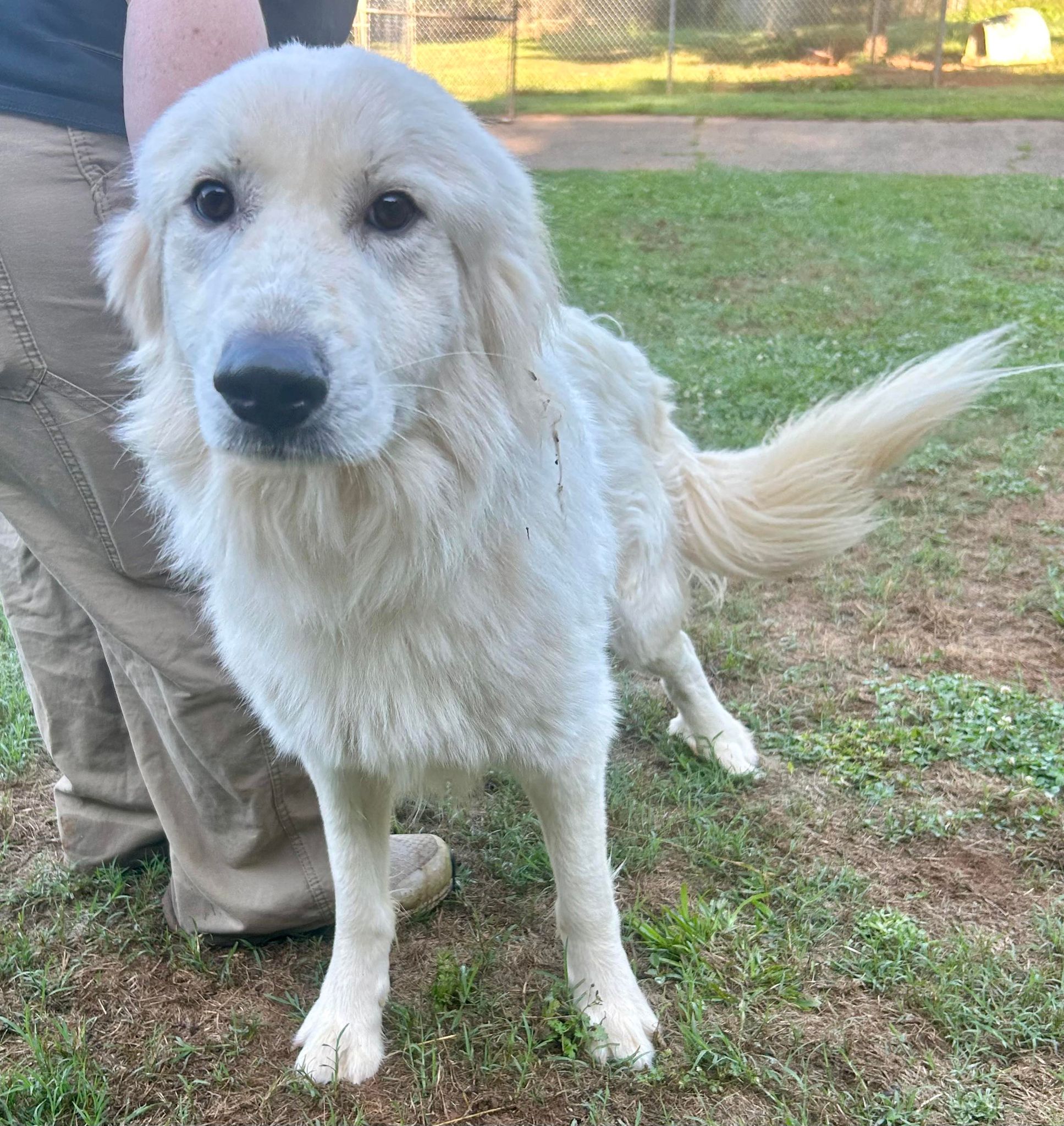 Parker-C24052002, a Adopted Great Pyrenees in Madison, GA image 1/2