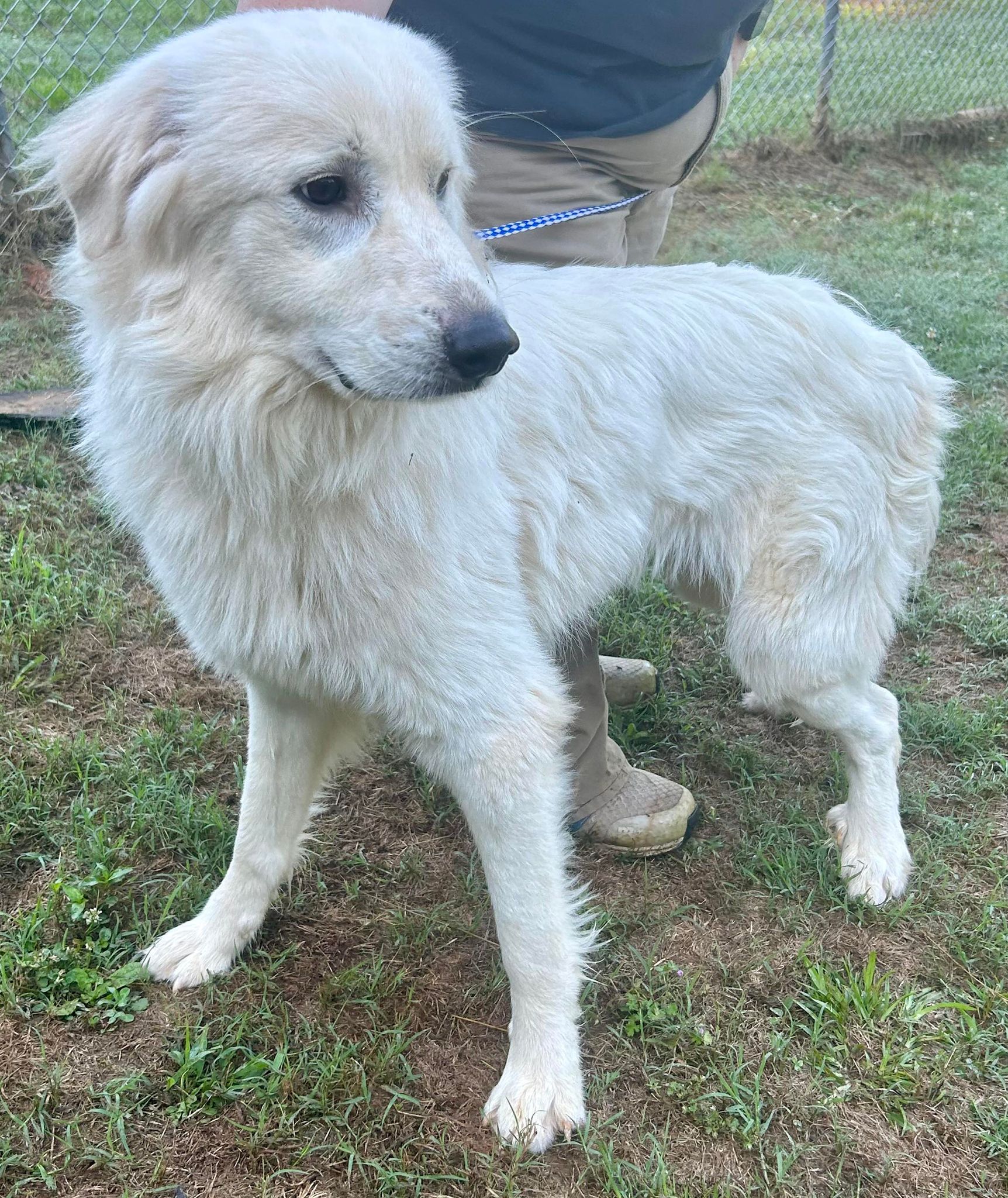 Parker-C24052002, a Adopted Great Pyrenees in Madison, GA image 2/2