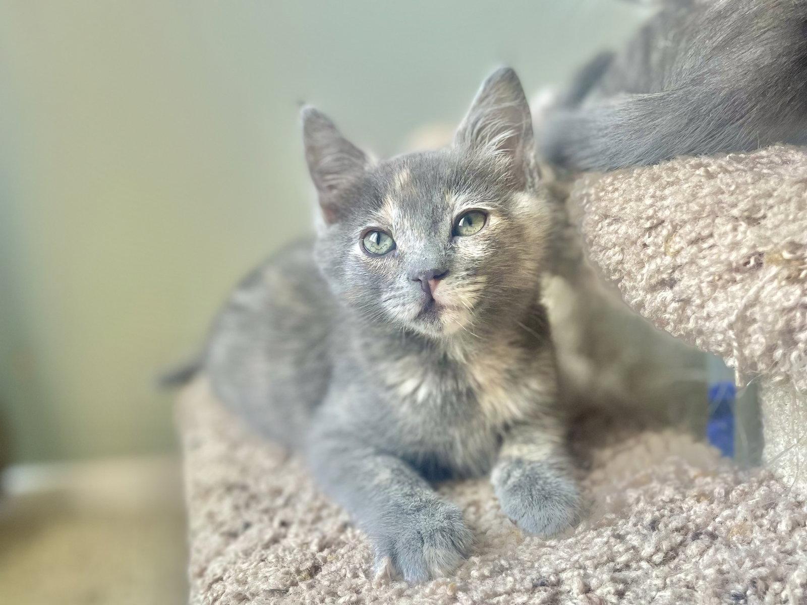 Enlarge Azula, a Adopted mixed breed in Laguna Niguel, CA image 3/3