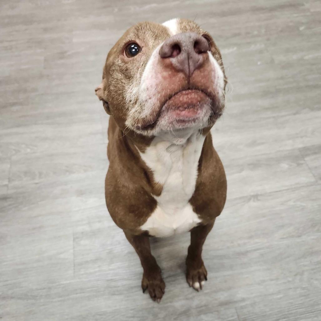 Theodore, a Adoptable mixed breed in Dayton, OH image 3/6