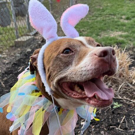 Theodore, a Adoptable mixed breed in Dayton, OH image 6/6