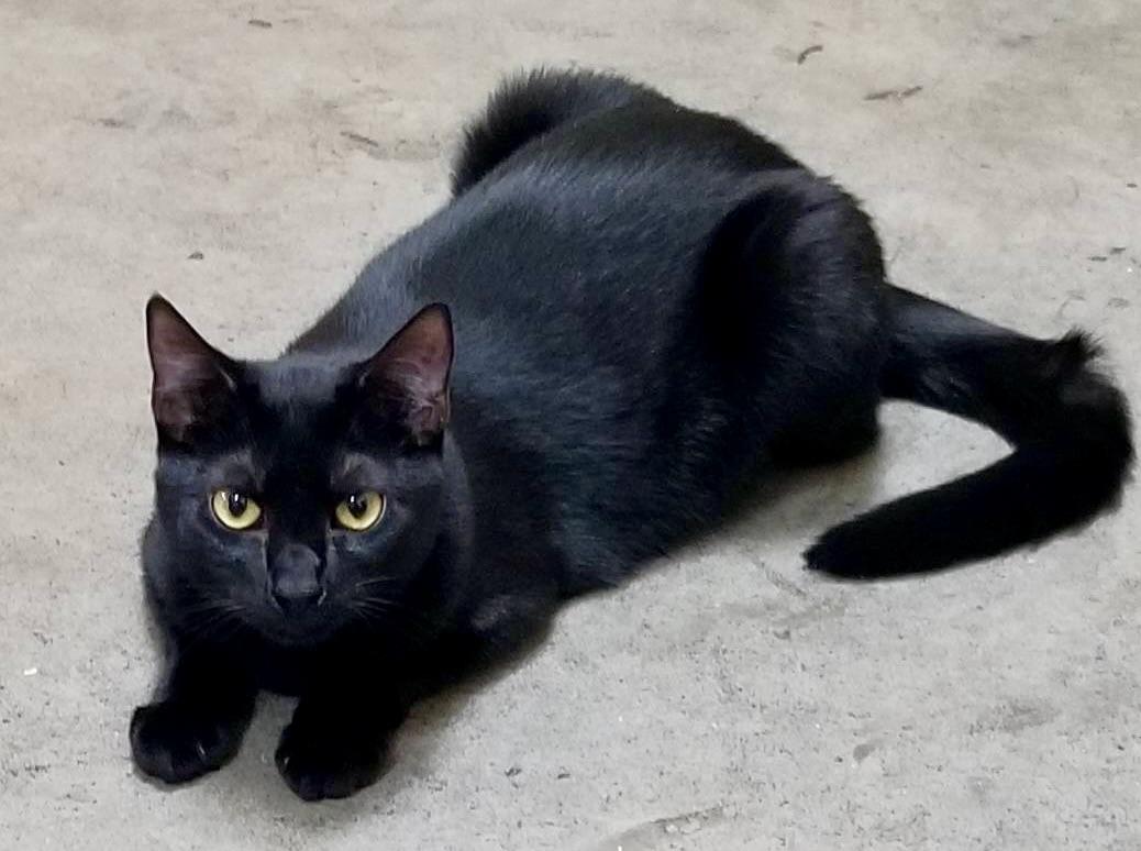 Rea, Adoptable, Young Female Domestic Short Hair.