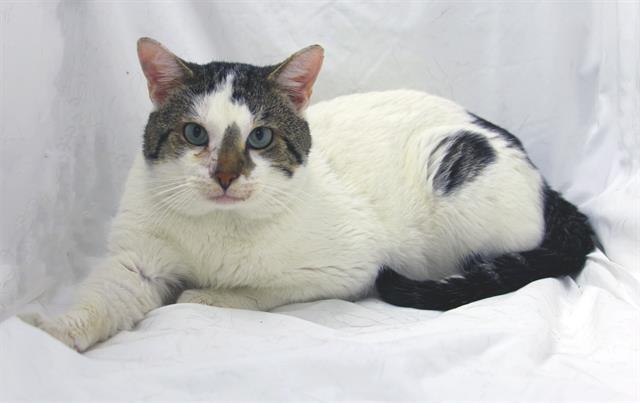 Enlarge WHISKERS, a Adoptable Domestic Short Hair in Winter Haven, FL image 1/1