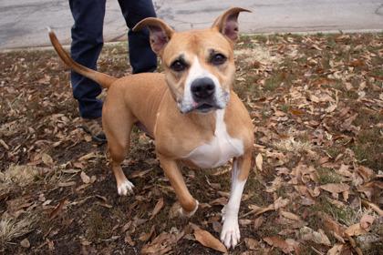 Enlarge Butterscotch, a Adoptable mixed breed in Kansas City, MO image 1/2