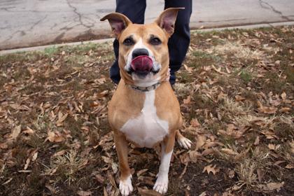 Enlarge Butterscotch, a Adoptable mixed breed in Kansas City, MO image 2/2