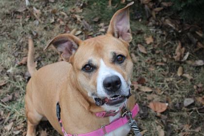 Enlarge Butterscotch, a Adoptable mixed breed in Kansas City, MO image 3/3