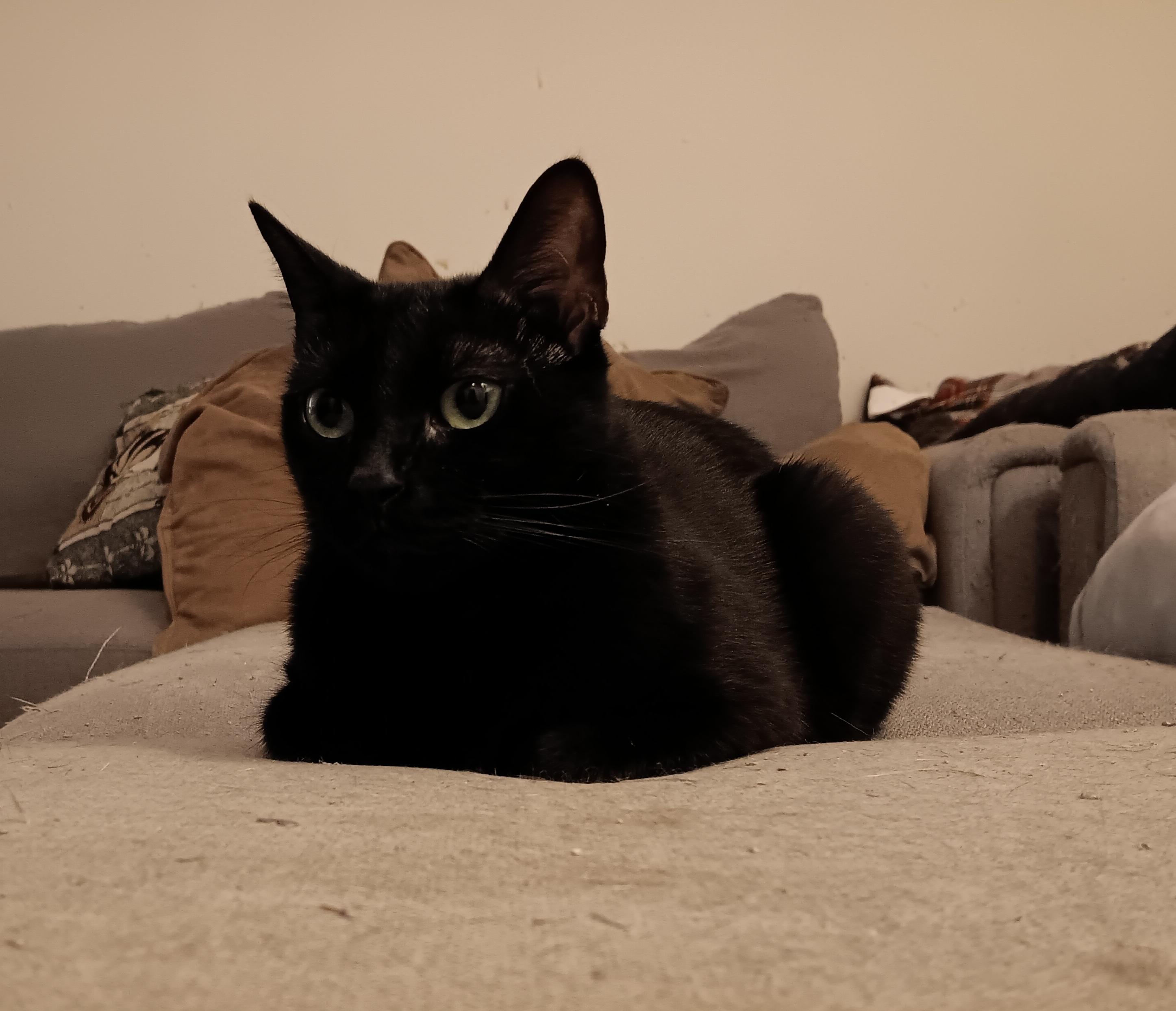 Enlarge Shadow, a Adoptable Domestic Short Hair in Kenhorst, PA image 2/5