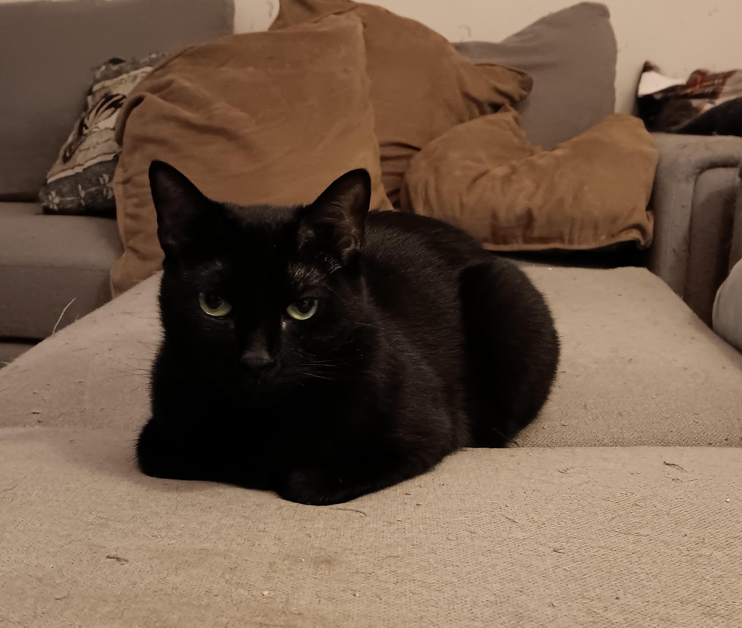 Enlarge Shadow, a Adoptable Domestic Short Hair in Kenhorst, PA image 3/5