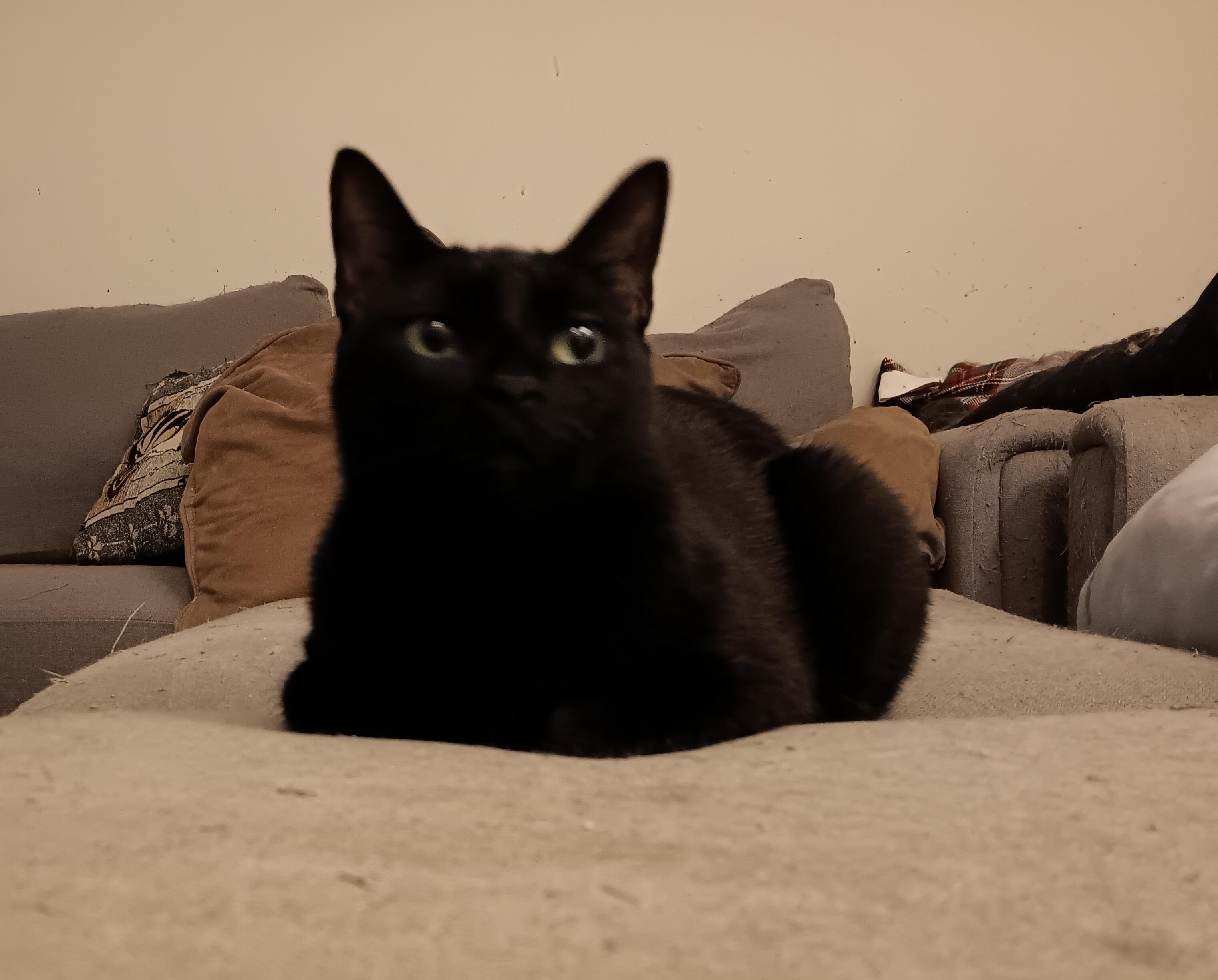 Enlarge Shadow, a Adoptable Domestic Short Hair in Kenhorst, PA image 1/5