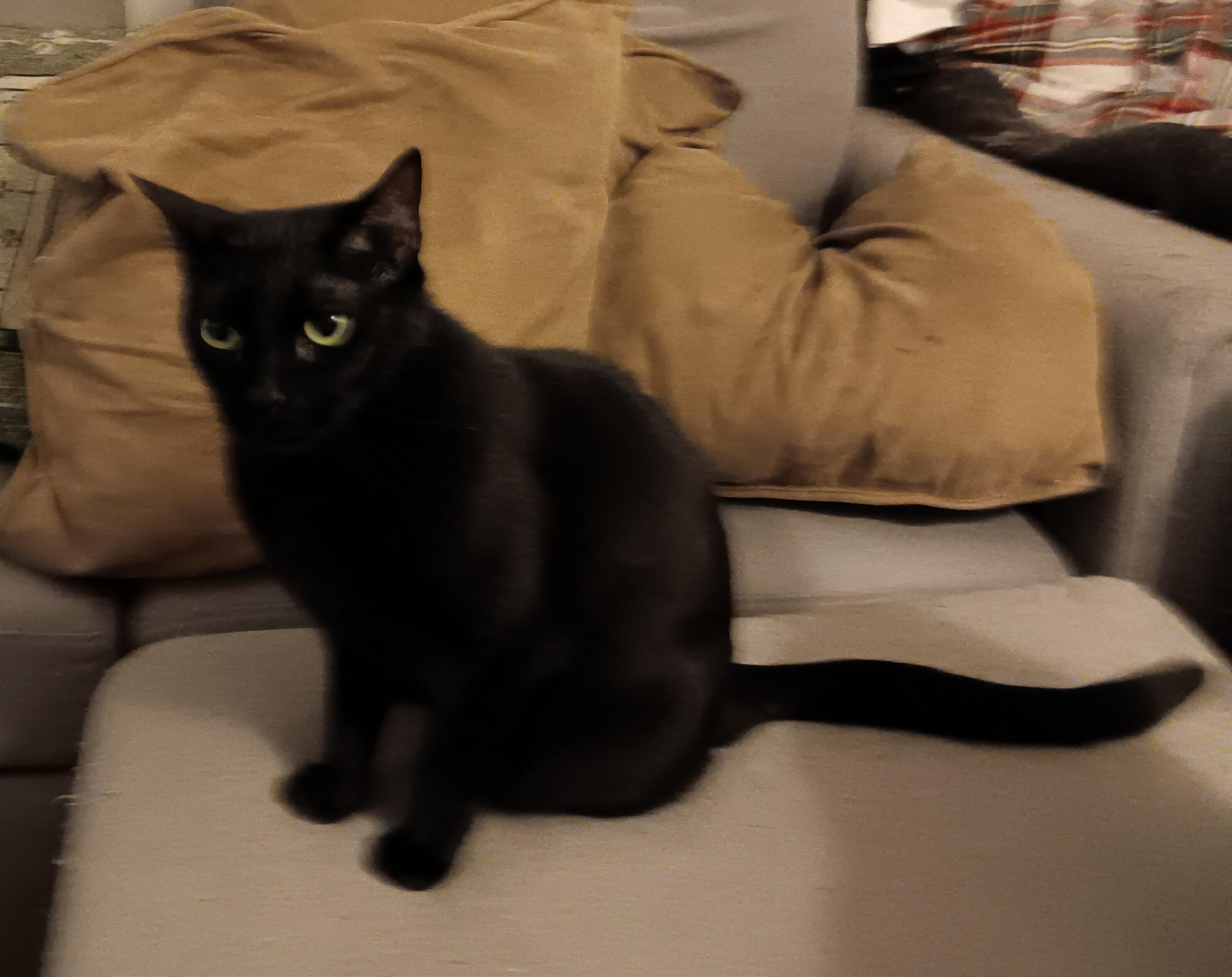 Enlarge Shadow, a Adoptable Domestic Short Hair in Kenhorst, PA image 4/5