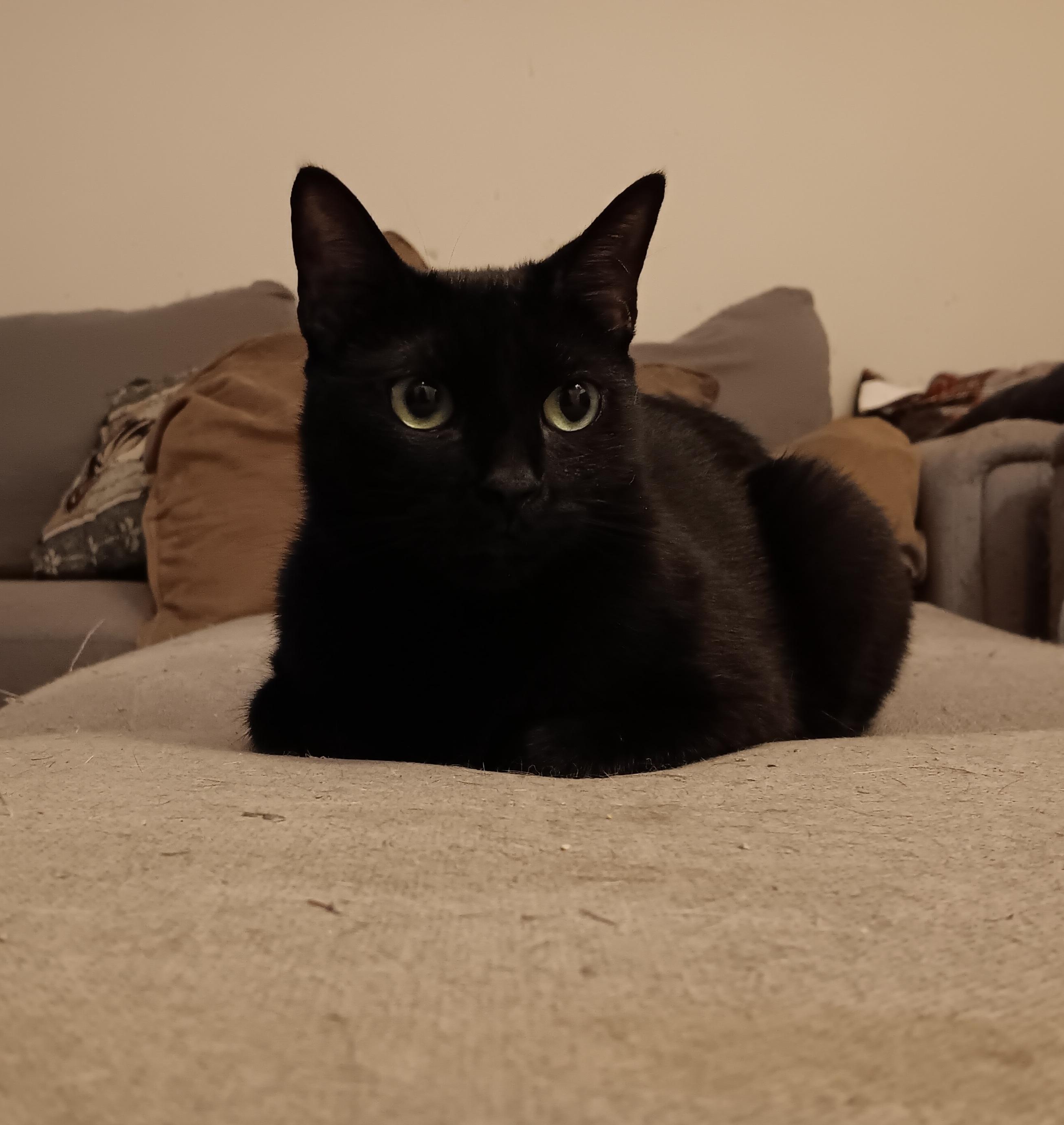 Enlarge Shadow, a Adoptable Domestic Short Hair in Kenhorst, PA image 5/5