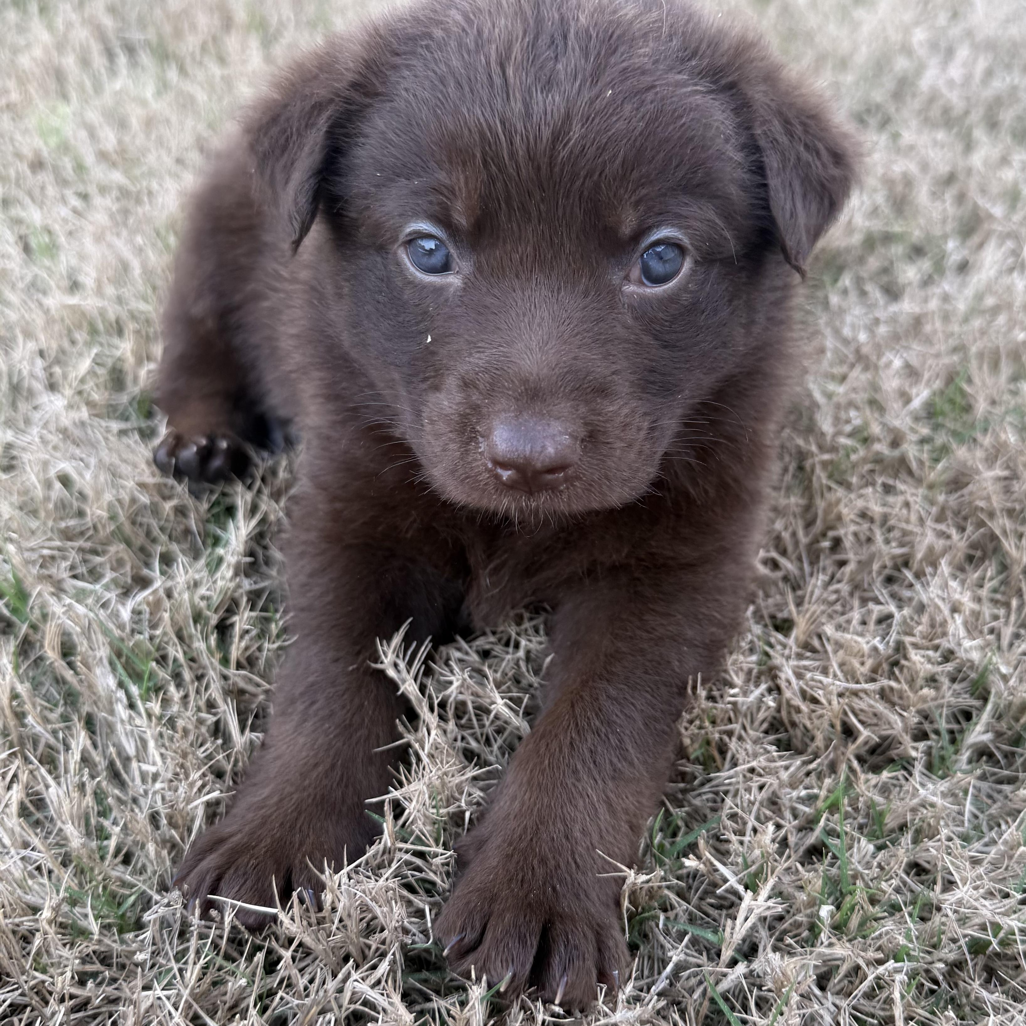 Daisy, Adoptable, Puppy Female Border Collie.
