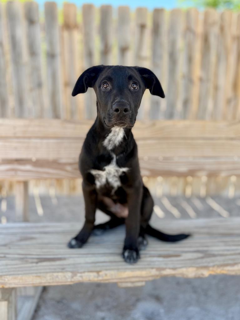 Costello, Adoptable, Adult Male Labrador Retriever.