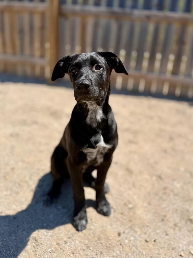 Costello, a Adoptable Labrador Retriever in Muskegon, MI image 2/2