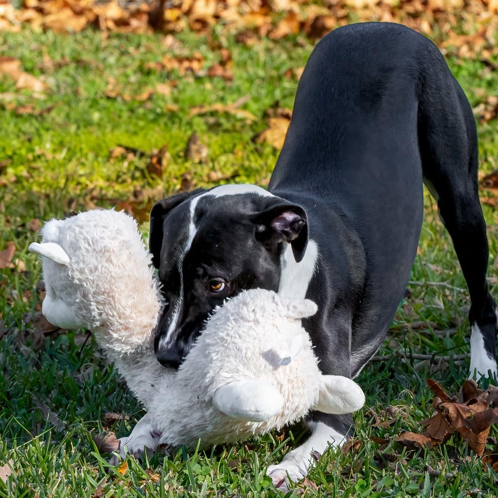 Enlarge Charisma, a Adoptable mixed breed in Livingston, TX image 1/6