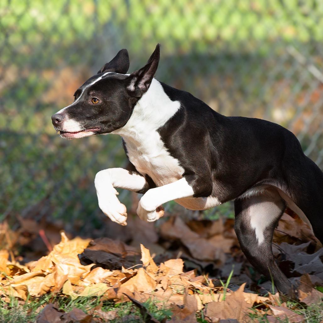 Enlarge Charisma, a Adoptable mixed breed in Livingston, TX image 2/6