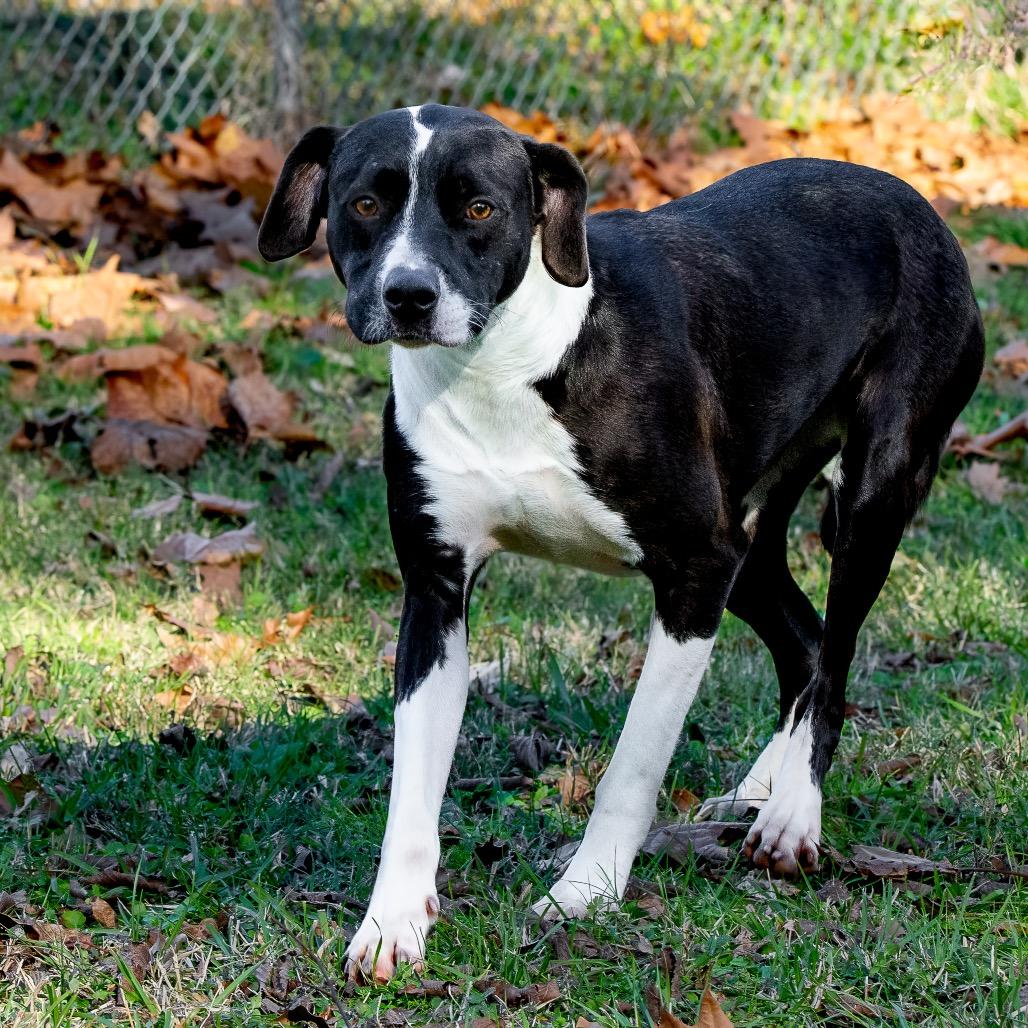Enlarge Charisma, a Adoptable mixed breed in Livingston, TX image 3/6