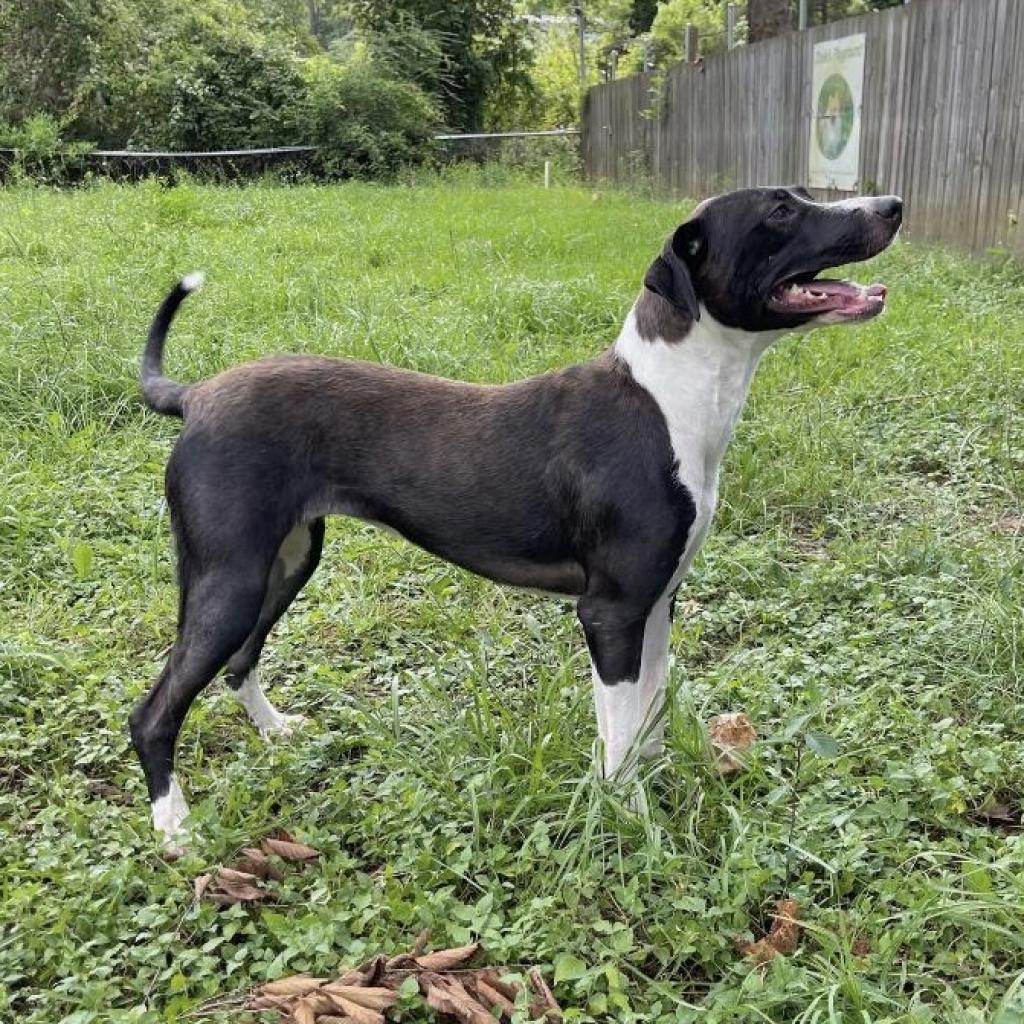 Enlarge Charisma, a Adoptable mixed breed in Livingston, TX image 4/6