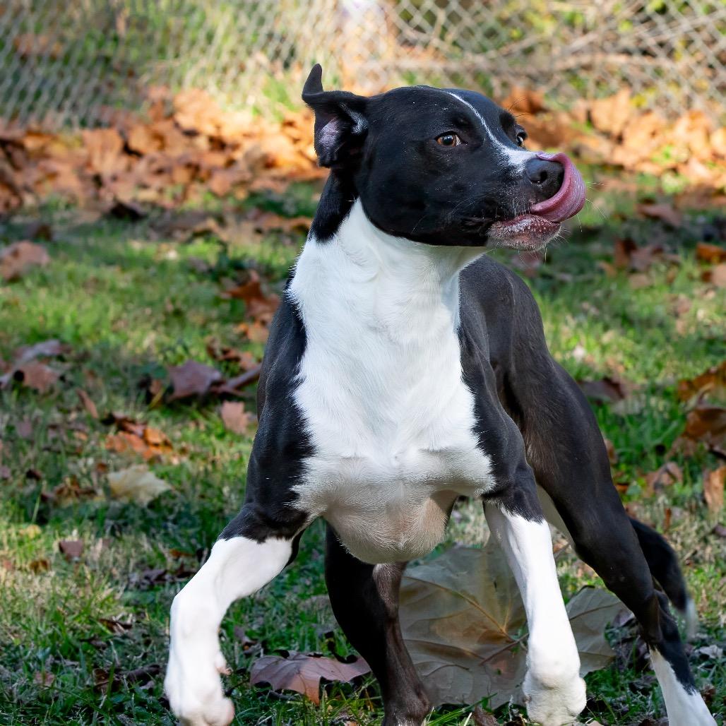 Enlarge Charisma, a Adoptable mixed breed in Livingston, TX image 5/6