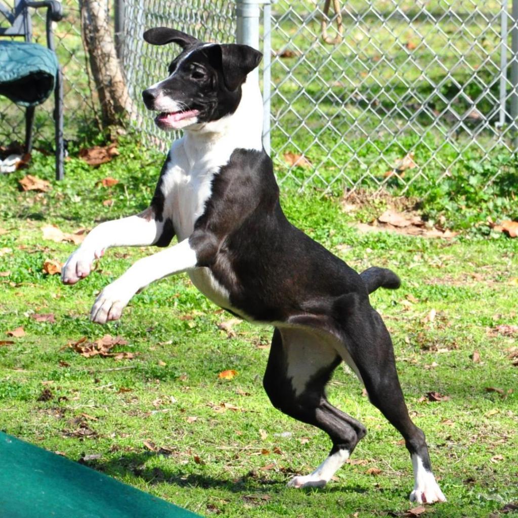 Enlarge Charisma, a Adoptable mixed breed in Livingston, TX image 6/6