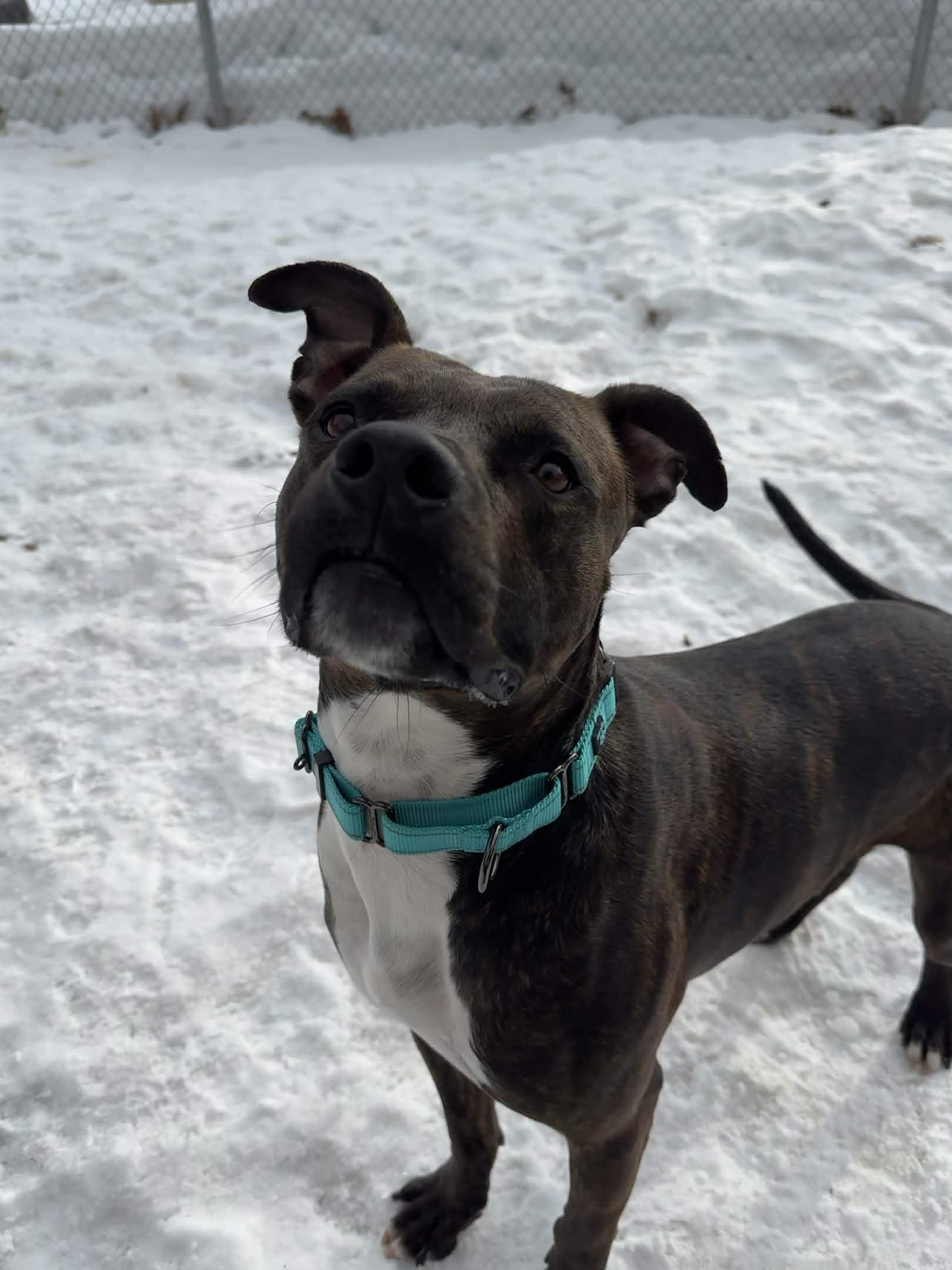 Enlarge Barnum, a ADOPTABLE Mixed Breed in Houghton, MI image 1/2