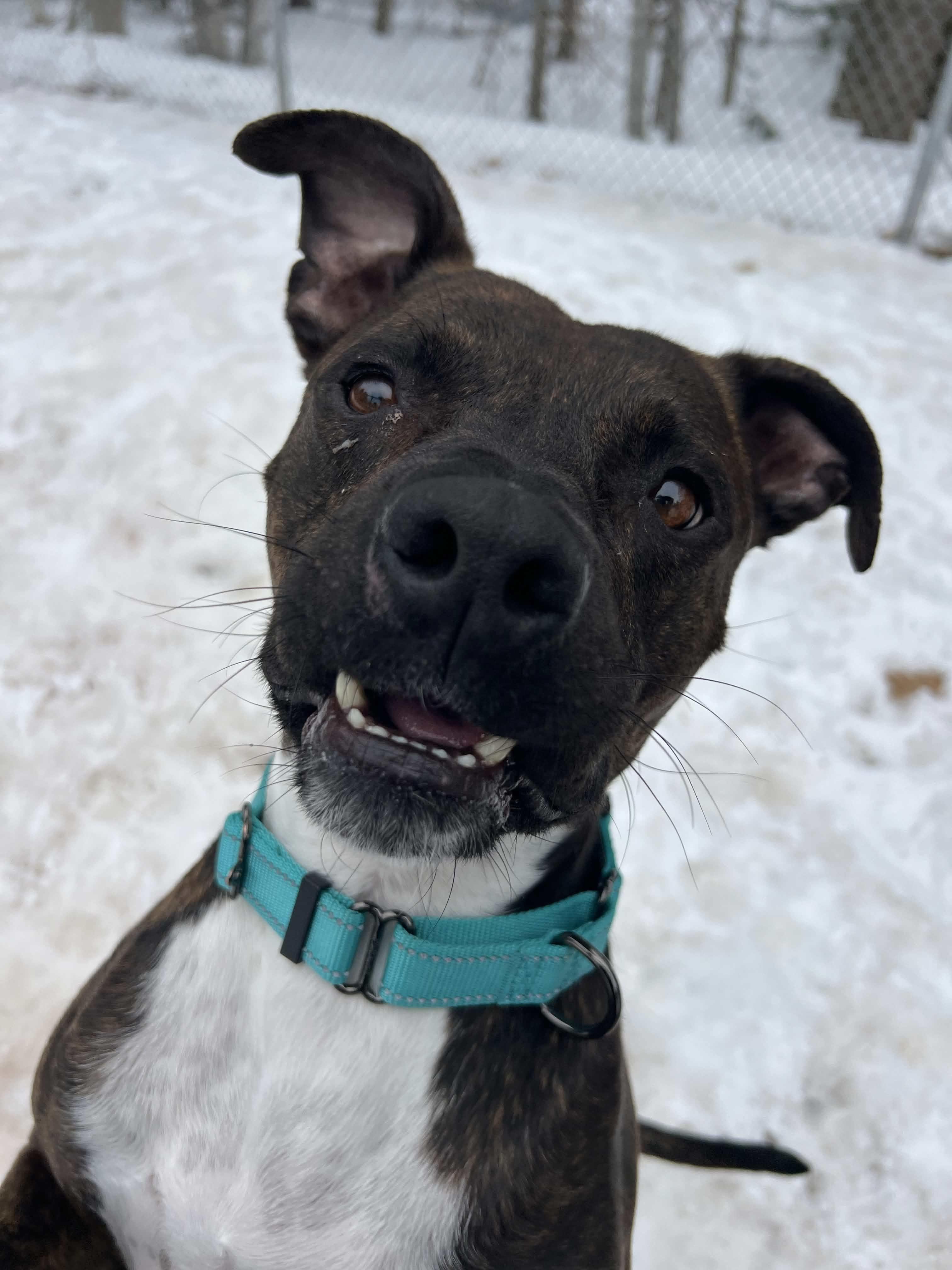 Enlarge Barnum, a ADOPTABLE Mixed Breed in Houghton, MI image 2/2