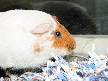 Enlarge Mac, a Adoptable mixed breed in Longmont, CO image 1/2