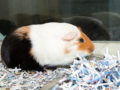 Enlarge Mac, a Adoptable mixed breed in Longmont, CO image 2/2