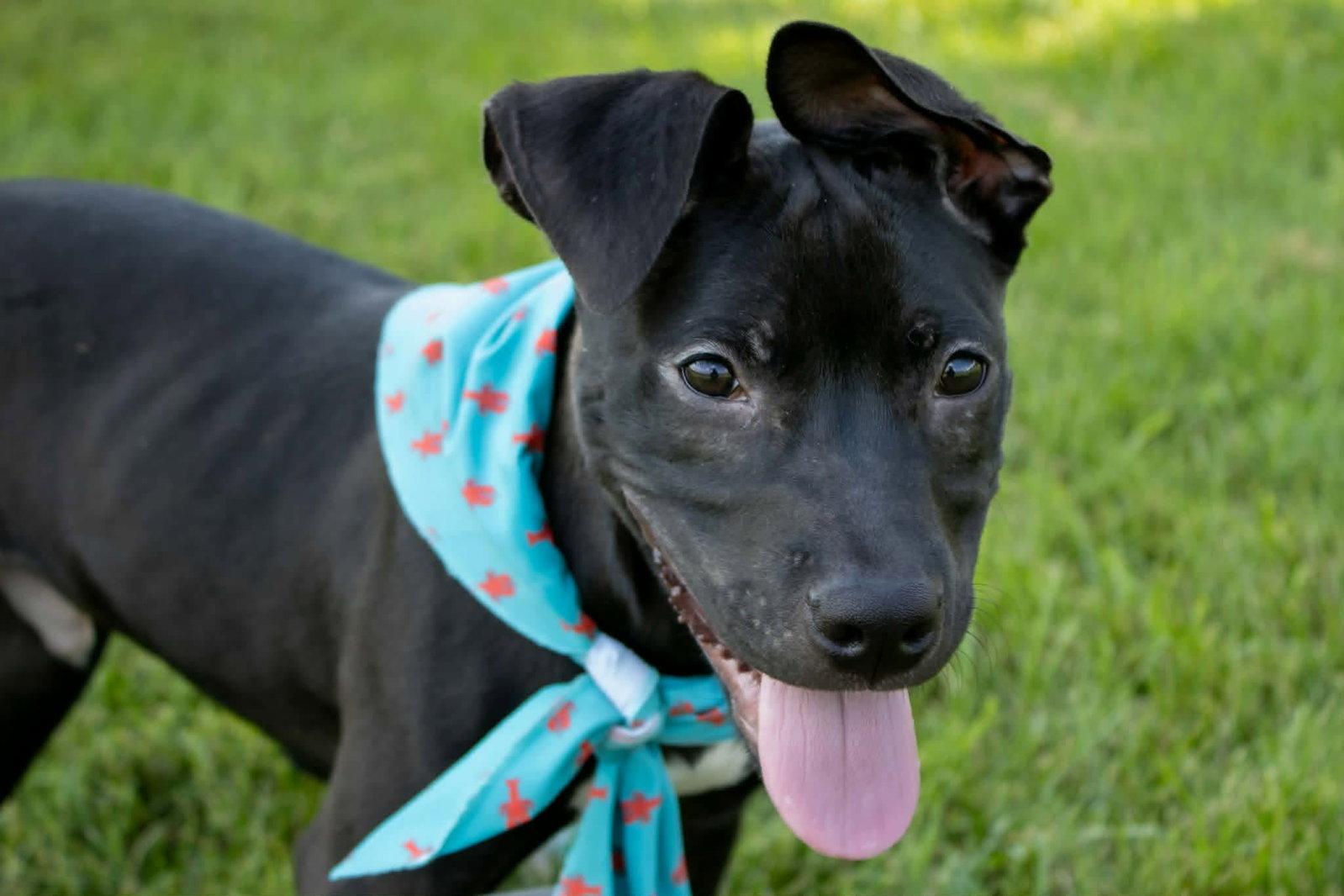 Enlarge Zach, a Adoptable mixed breed in Austin, MN image 1/3