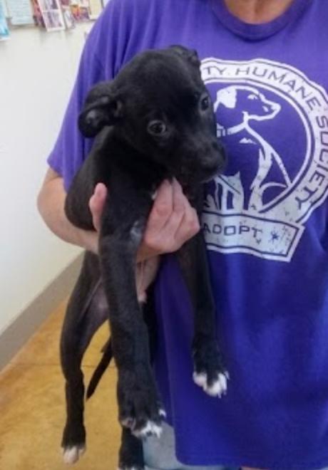 Enlarge Zach, a Adoptable mixed breed in Austin, MN image 2/3