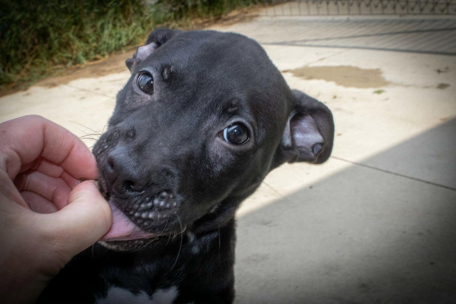 Enlarge Zach, a Adoptable mixed breed in Austin, MN image 3/3
