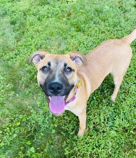 Bellatrix, a Adopted mixed breed in Hockessin, DE image 1/2