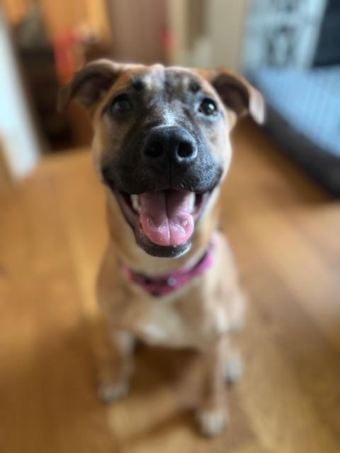 Bellatrix, a Adopted mixed breed in Hockessin, DE image 2/2