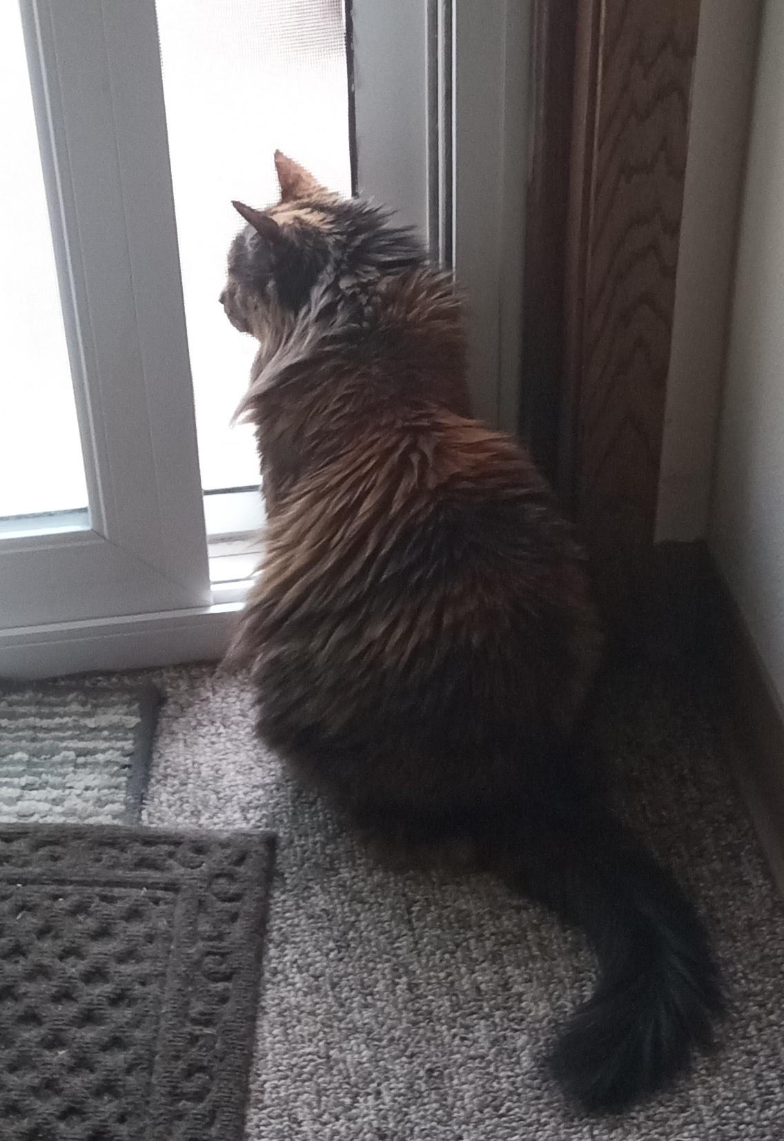 Enlarge Pretty Girl, a Adoptable Domestic Long Hair in River Falls, WI image 6/6