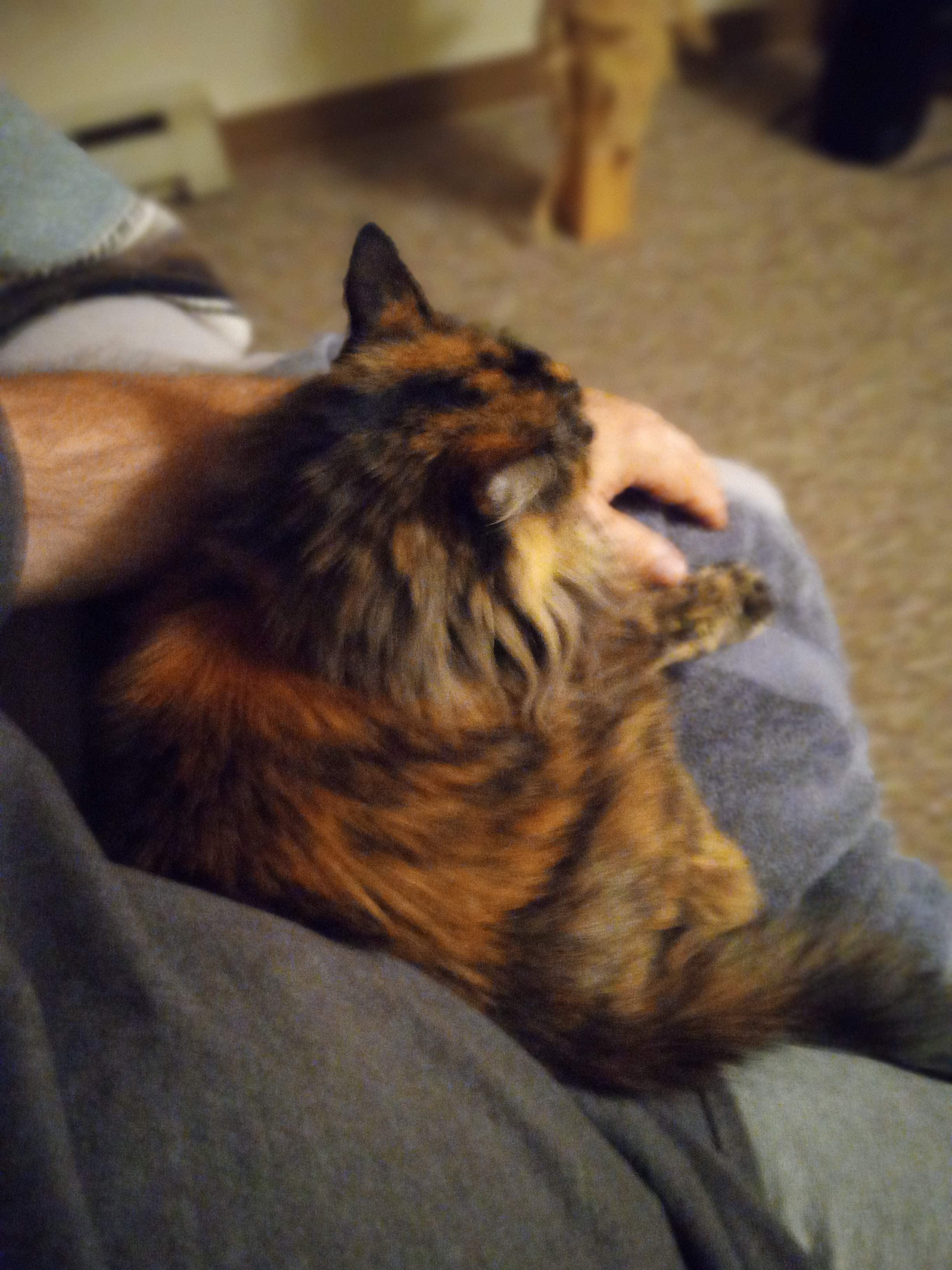 Enlarge Pretty Girl, a Adoptable Domestic Long Hair in River Falls, WI image 5/6