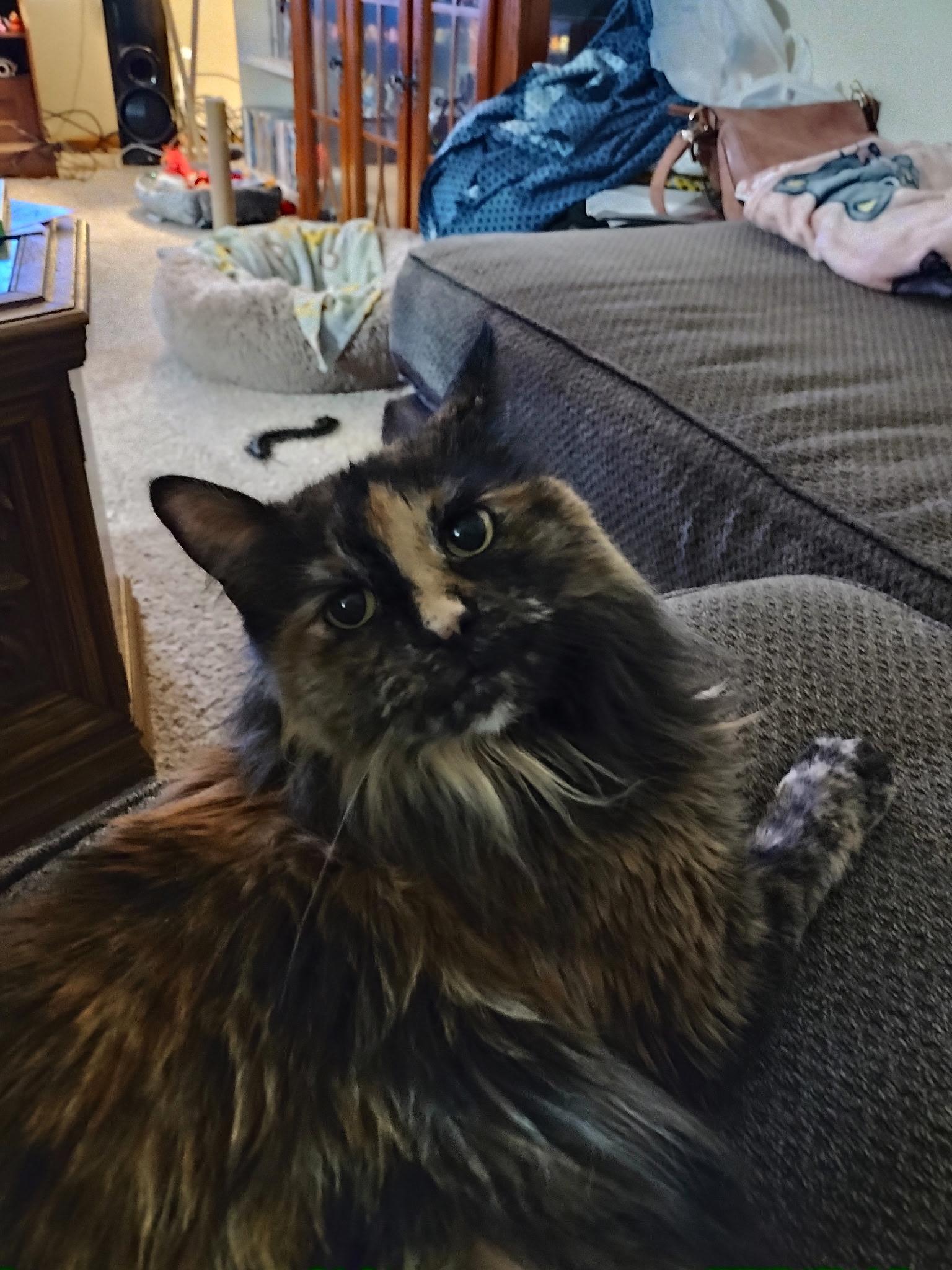 Enlarge Preea, a ADOPTABLE Domestic Long Hair in River Falls, WI image 5/6