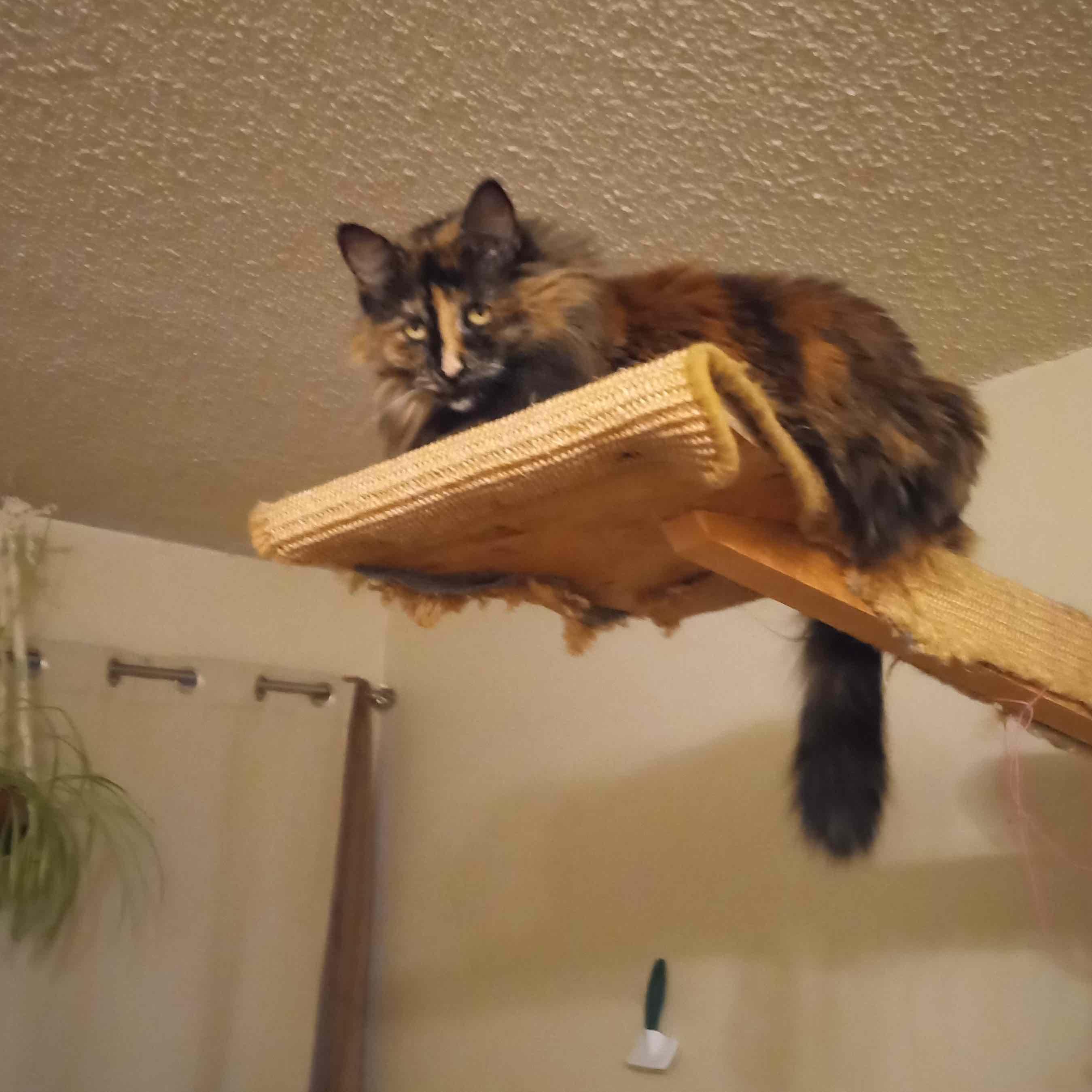 Enlarge Preea, a ADOPTABLE Domestic Long Hair in River Falls, WI image 6/6