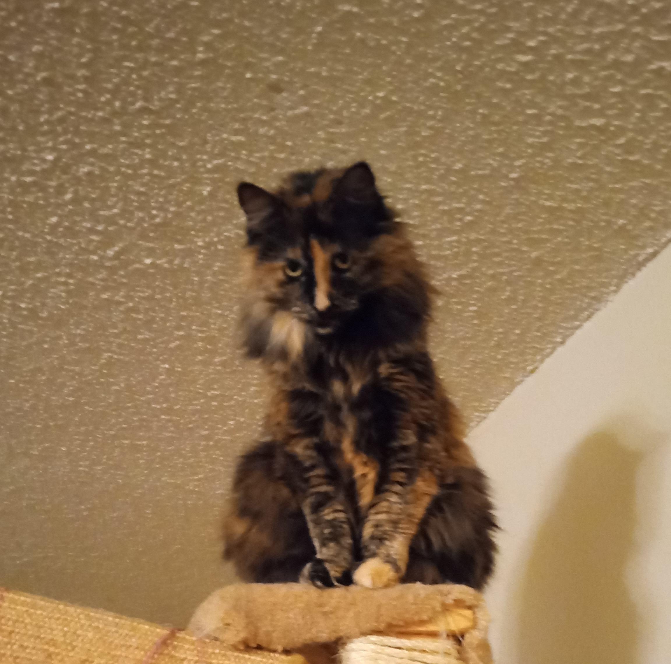 Preea, ADOPTABLE, Adult Female Domestic Long Hair.