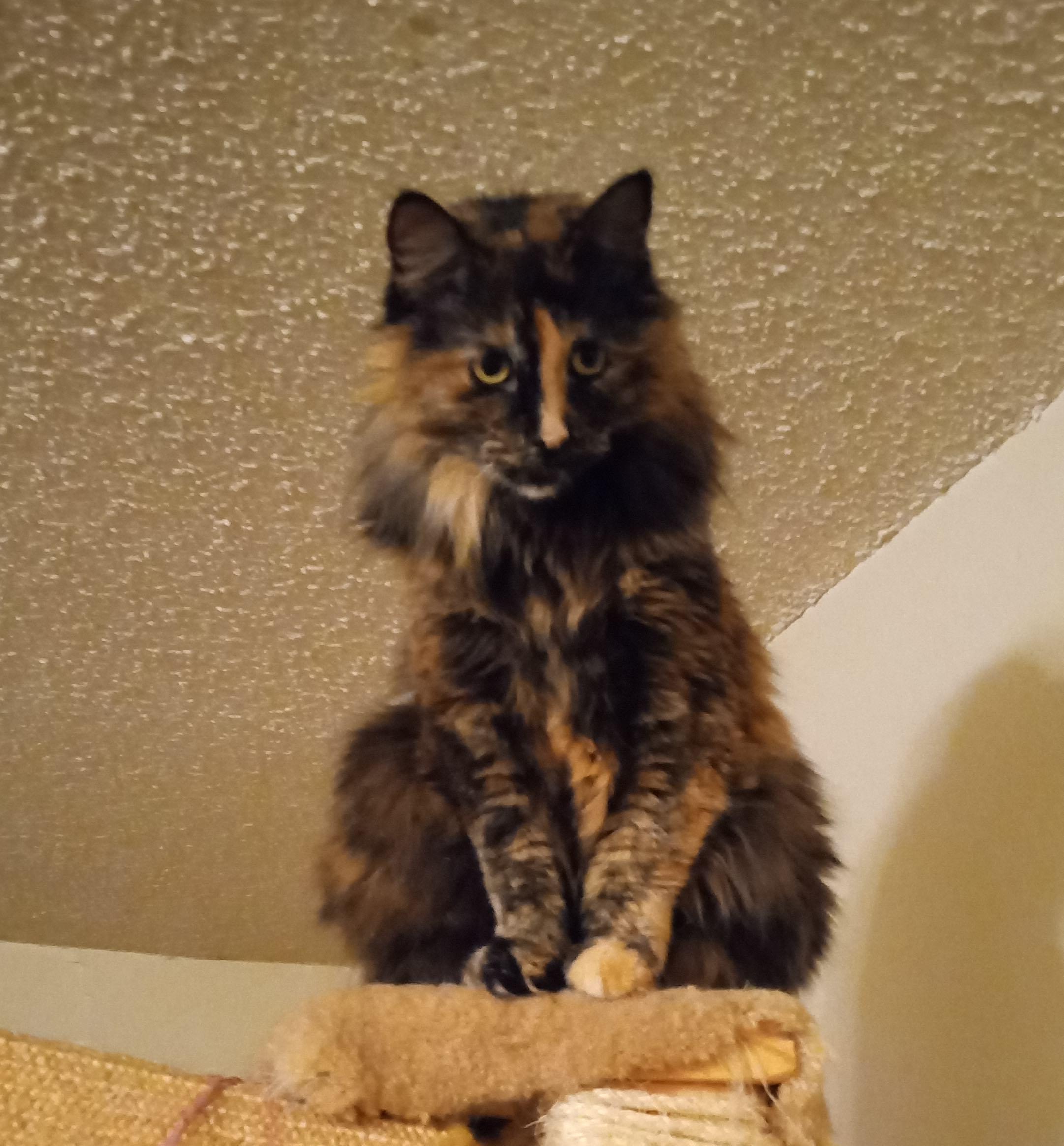 Enlarge Preea, a ADOPTABLE Domestic Long Hair in River Falls, WI image 2/6