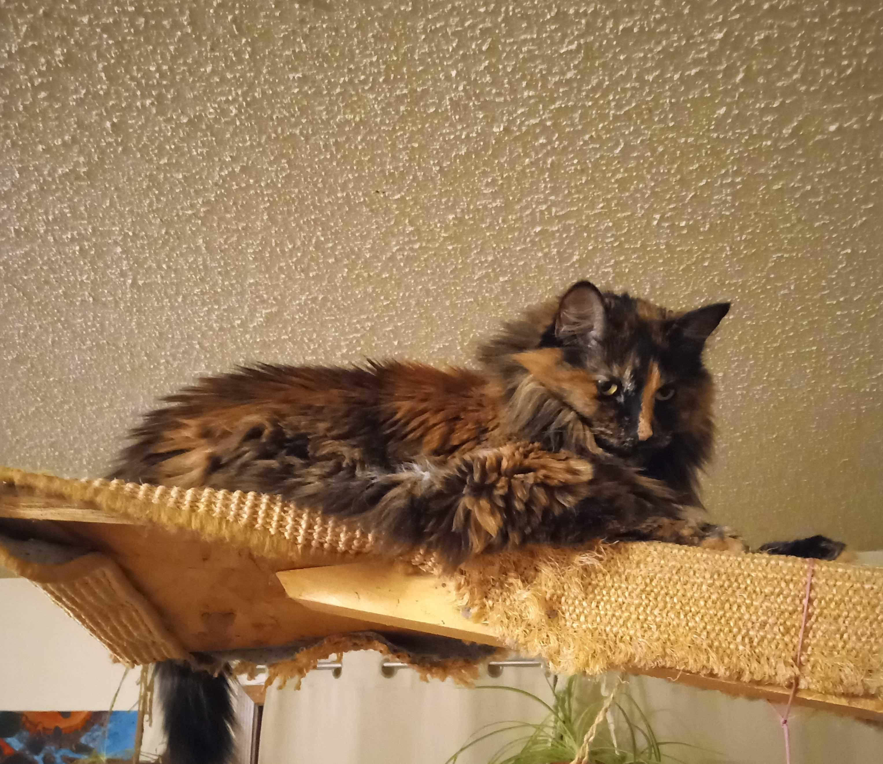 Enlarge Preea, a ADOPTABLE Domestic Long Hair in River Falls, WI image 3/6