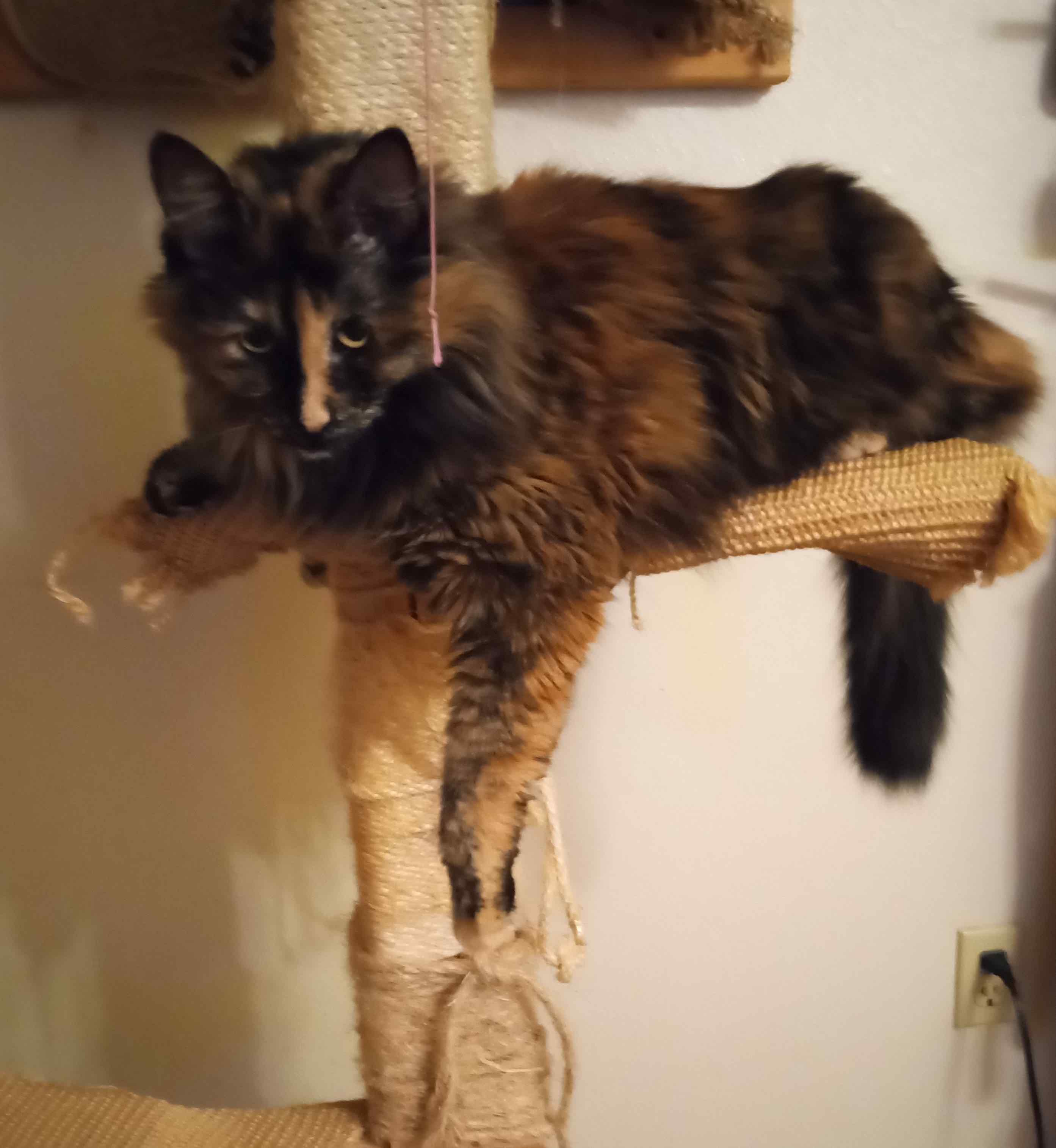 Preea, ADOPTABLE, Adult Female Domestic Long Hair.
