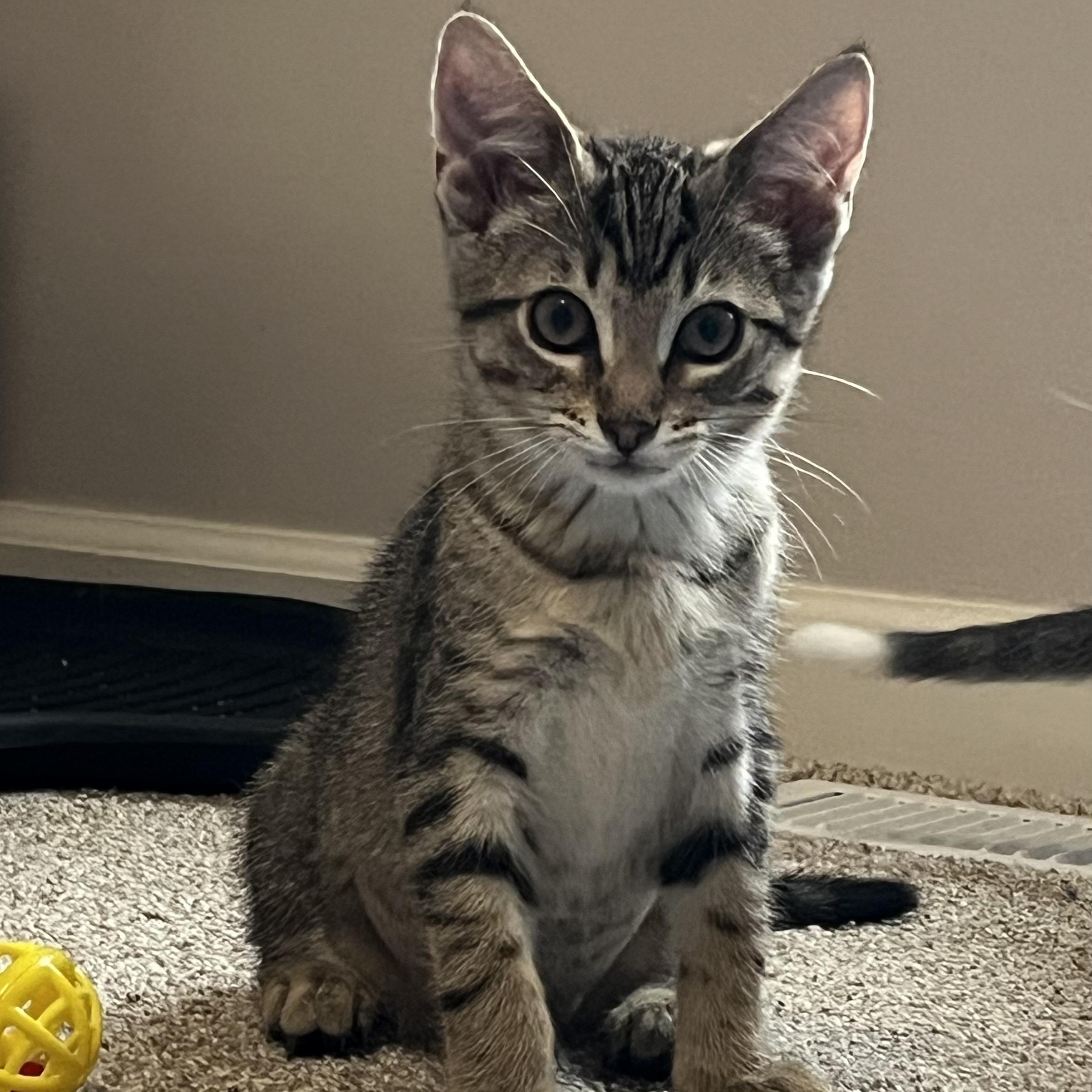 Leia, adoptable, Kitten Female Domestic Short Hair & Tabby.