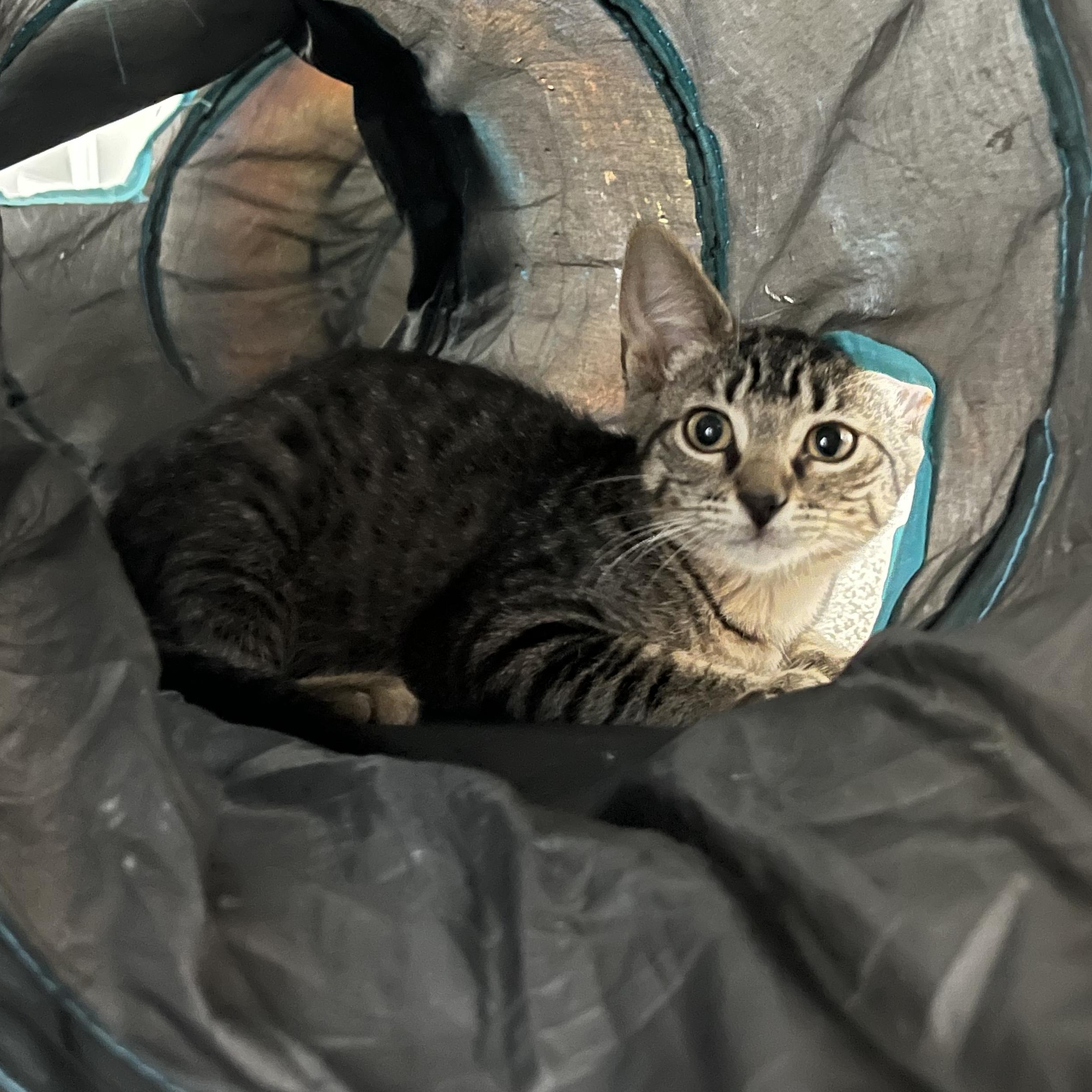 Enlarge Leia, an adoptable mixed breed in East Amherst, NY image 4/5